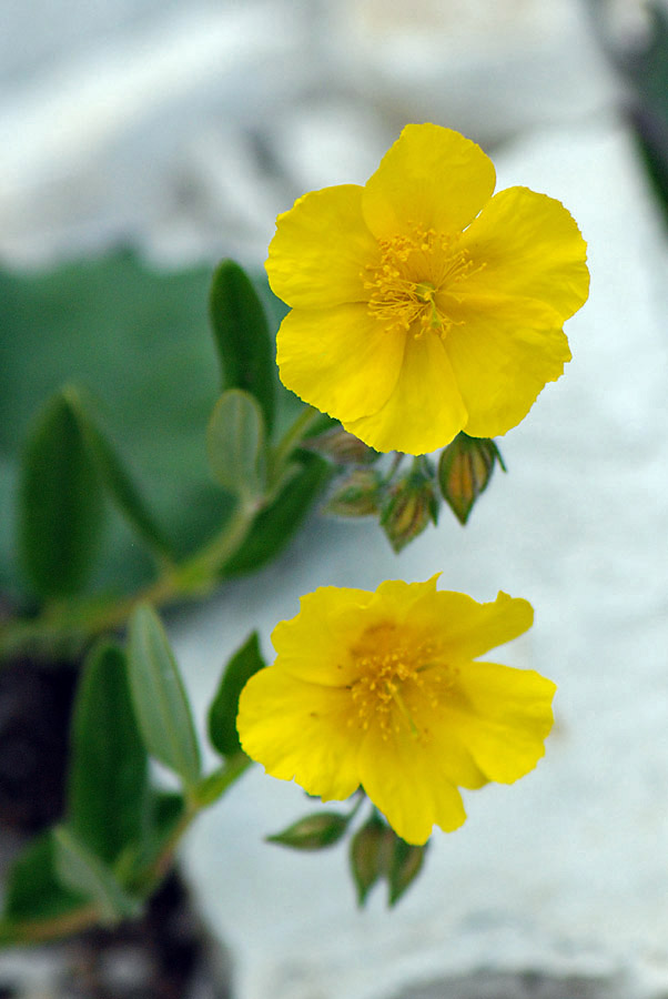 Helianthemum nummularium / Eliantemo maggiore